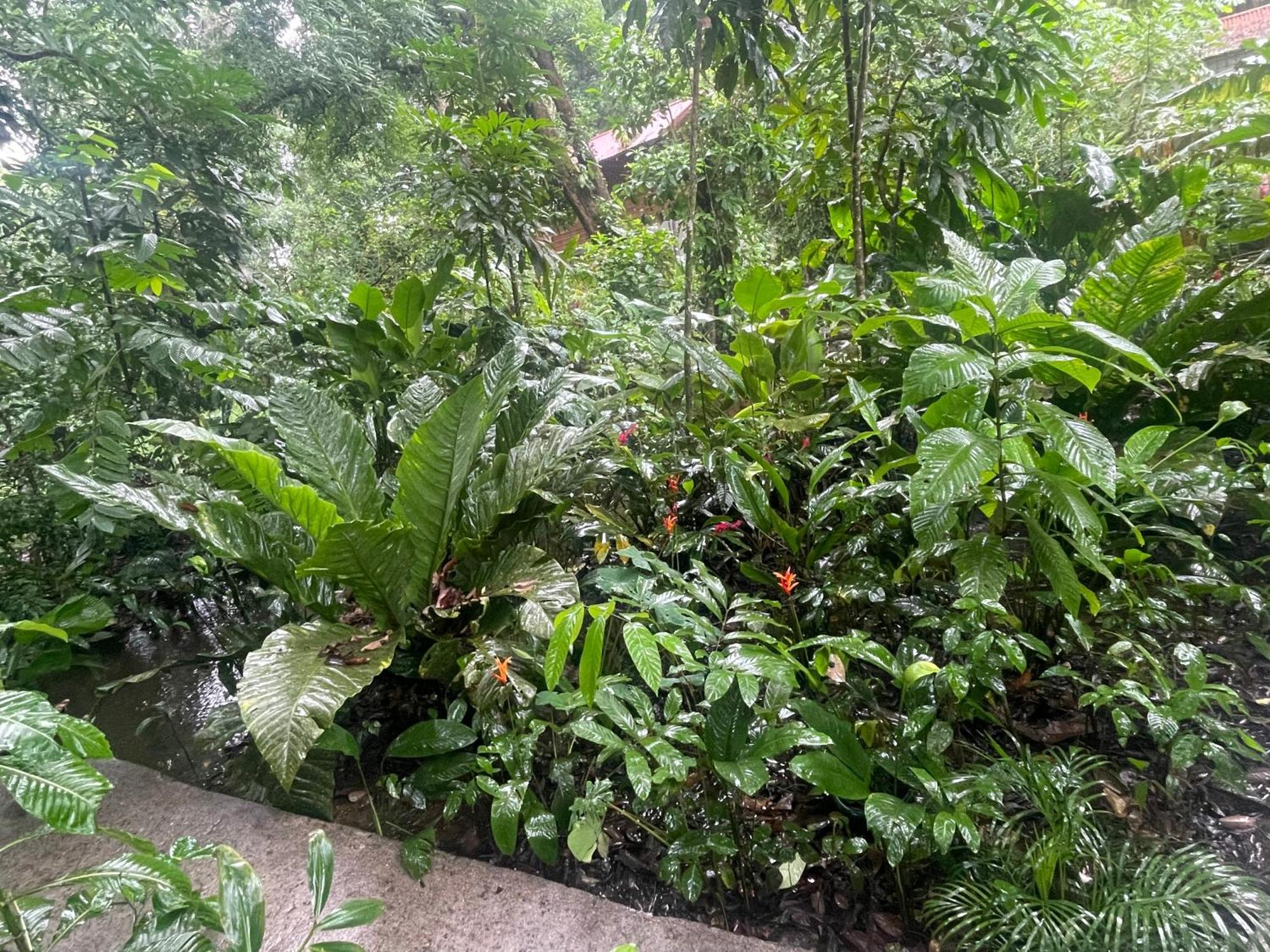 Casa Jaguar Tortuguero Villa Екстериор снимка